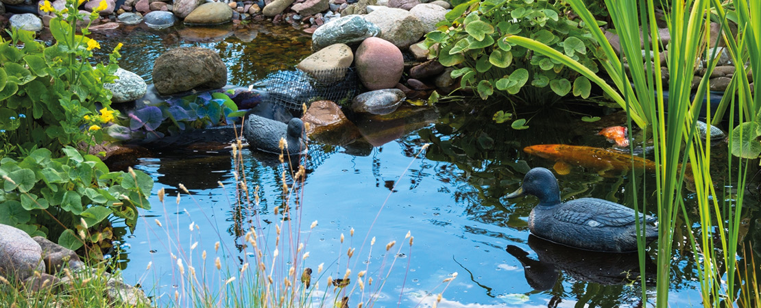 Algen im Gartenteich so bleibt das Wasser klar Raiffeisen Erdinger Land